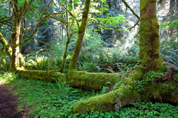 녹색 숲 — 스톡 사진