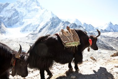 Yak clipart