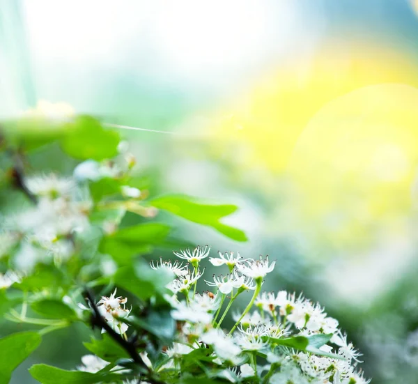 stock image Spring garden