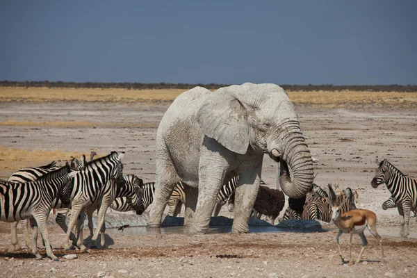 Słoń i zebry — Zdjęcie stockowe