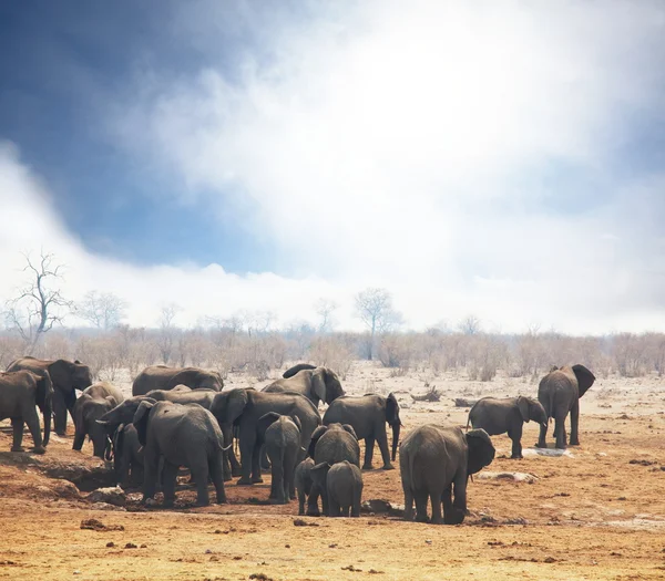 Elephants on waterhole — Stock Photo, Image