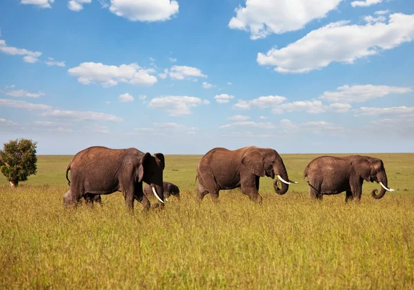Olifanten in masai mara — Stockfoto