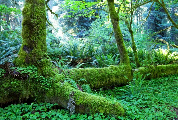 Foresta verde — Foto Stock