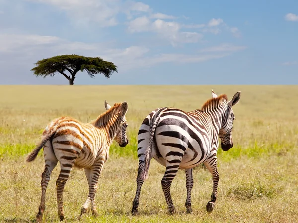 Zebra's in savannah — Stockfoto