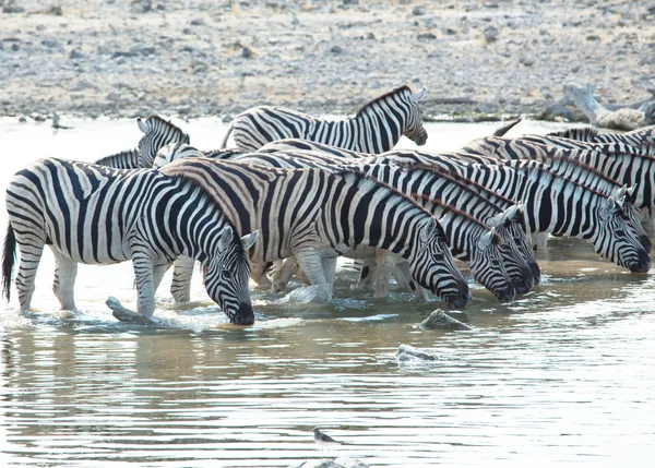 Zebras em Etosha — Fotografia de Stock