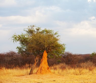 Africa,termitary in Ethiopia clipart
