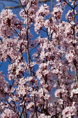 Blossoming cherry