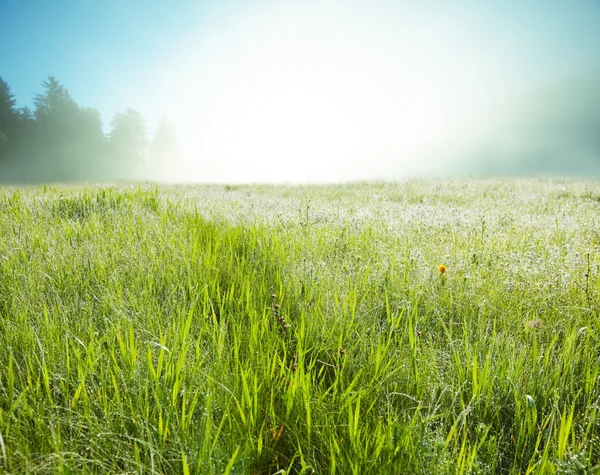 여름 풀밭 — 스톡 사진