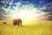 Картина, постер, плакат, фотообои "elephant at dusk", артикул 4464669