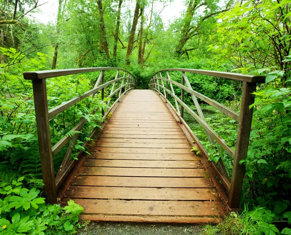 Passerella nella foresta verde — Foto Stock