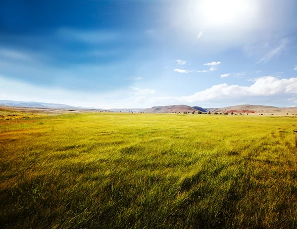 Field and blue — Stock Photo, Image