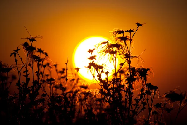 Kwiaty na zachód słońca — Zdjęcie stockowe