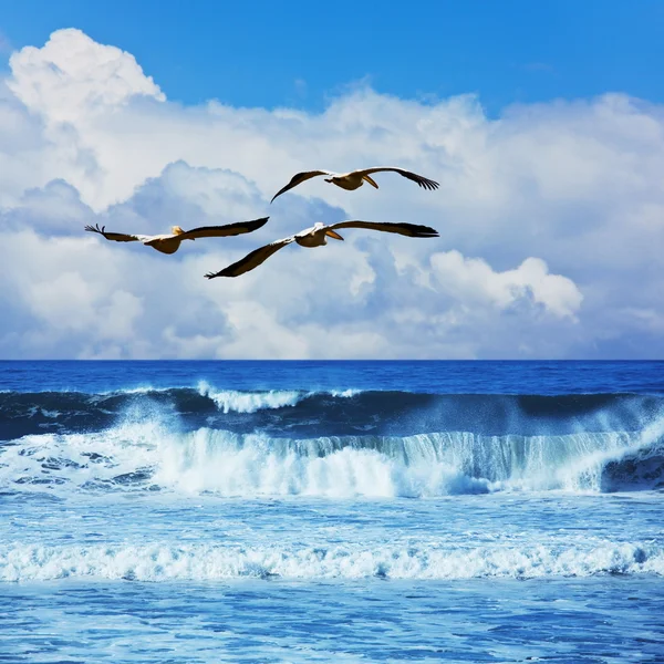 Pelicans above ocean — Stock Photo, Image