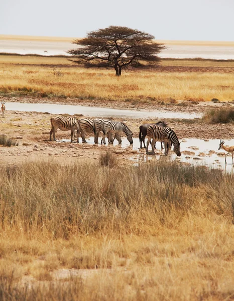 Zebras in Etosha — Stock Photo, Image