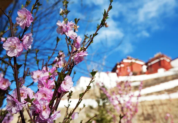 stock image Potala temple in Lhasa,Tibet