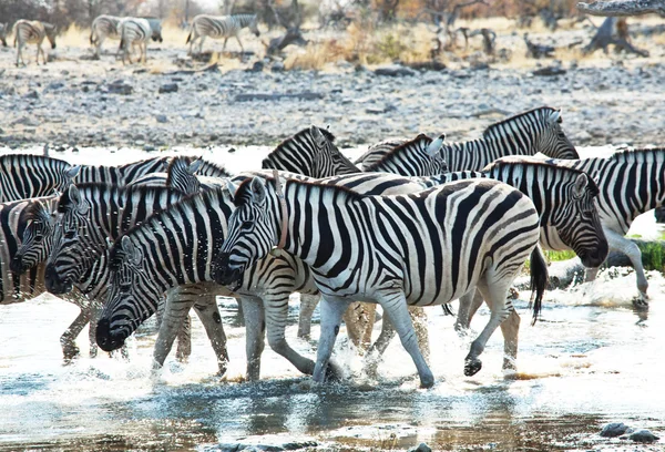 Зебры на водопое — стоковое фото