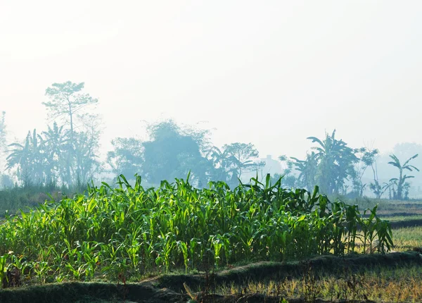 在尼泊尔的玉米田 — 图库照片