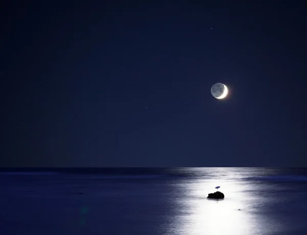 月光下 — 图库照片
