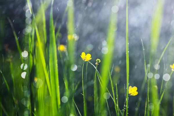 Regen im Garten — Stockfoto