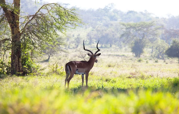 Antelope in nakuru park, Kenia — Stockfoto