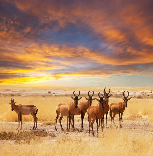 Antelope nel Parco di Etosha — Foto Stock