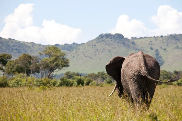 Elefant i Savannah, Masai Mara Park, Kenya - Stock-foto