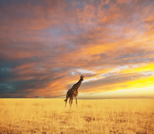 Giraff i solnedgången — Stockfoto