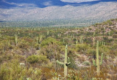 Park saguaro kaktüs