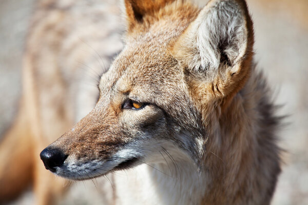 Coyote closeup