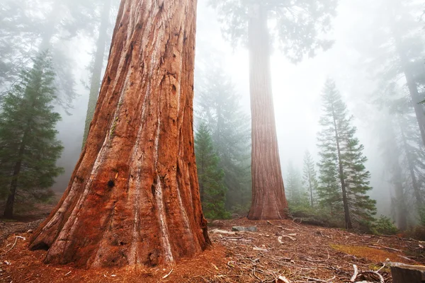 Sequoya — Fotografia de Stock