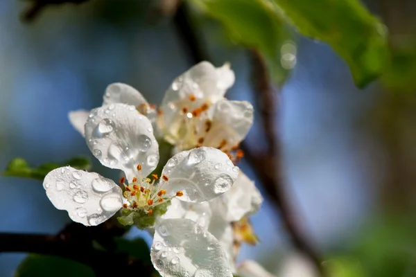 Cereja florescente — Fotografia de Stock