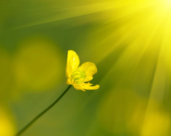 Blume auf sonniger Wiese — Stockfoto