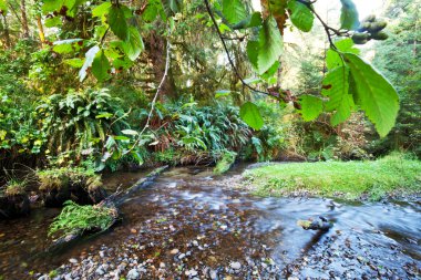 ormandaki Creek