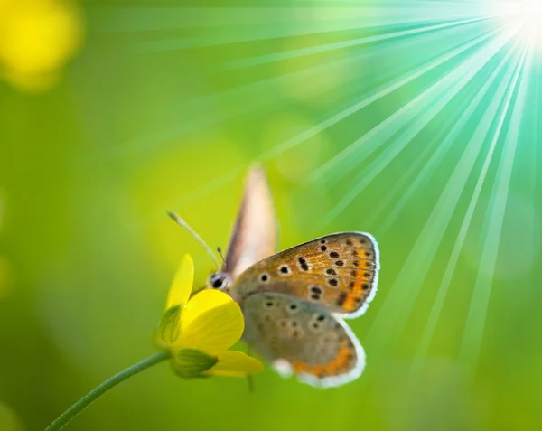 Mariposa Flor — Foto de Stock