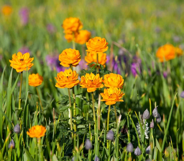 stock image Flowers