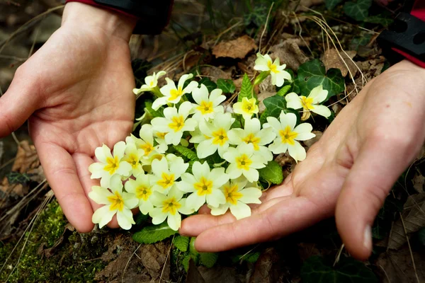 stock image Flowers in hand