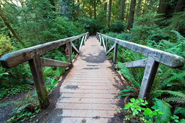 Gyalogút Redwood Erdőben — Stock Fotó