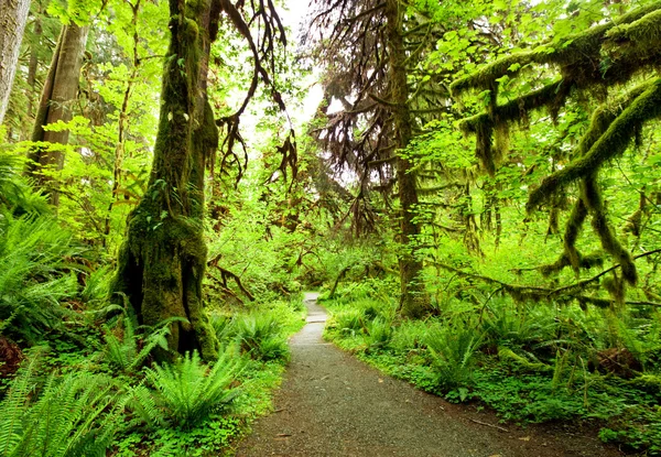 Zielony las — Zdjęcie stockowe