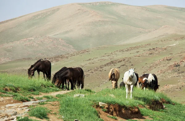 stock image Horses in Mongolian mountains