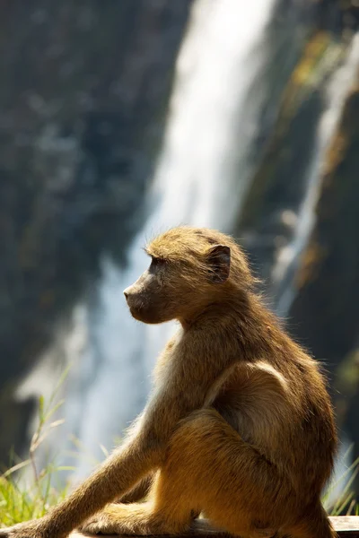 Monkey on Victoria waterfall — Stock Photo, Image