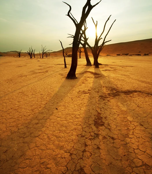 Namib woestijn bij dageraad — Stockfoto