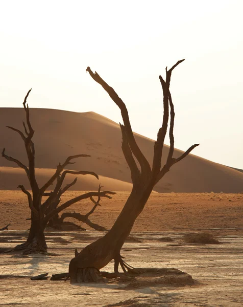 Árbol seco en desierto de Namib —  Fotos de Stock