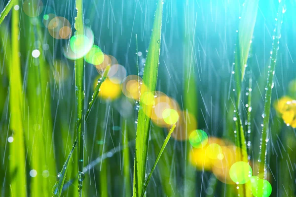 Pioggia Giardino — Foto Stock