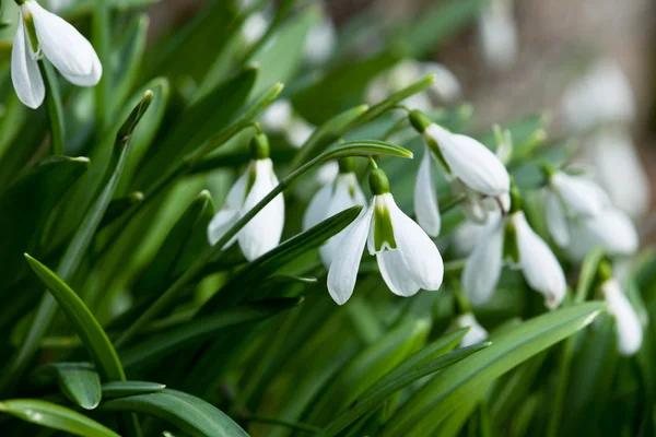 First Spring Flowers — Stock Photo, Image