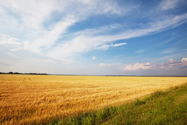 Пшеничное Поле — стоковое фото