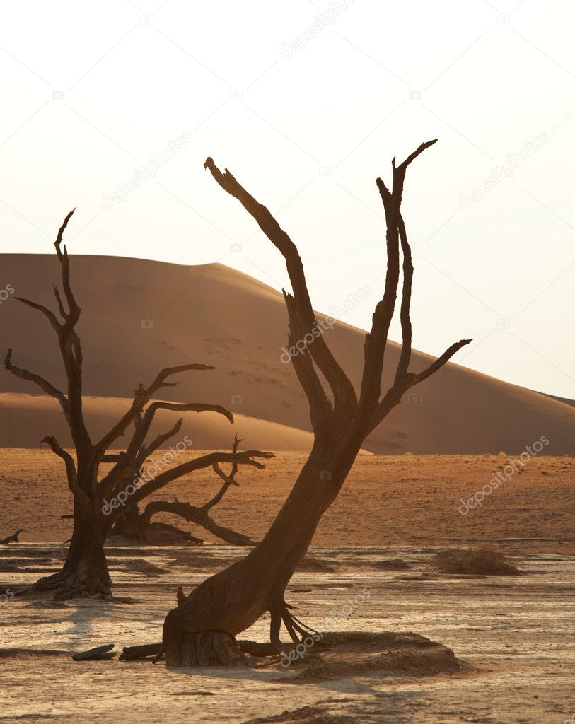 Dry tree in Namib desert