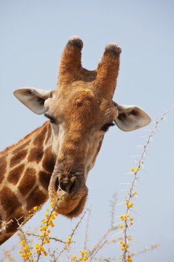 Giraffe in savannah clipart