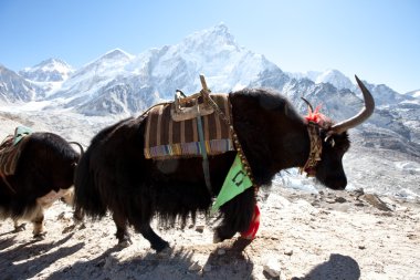 Himalaya içinde yak