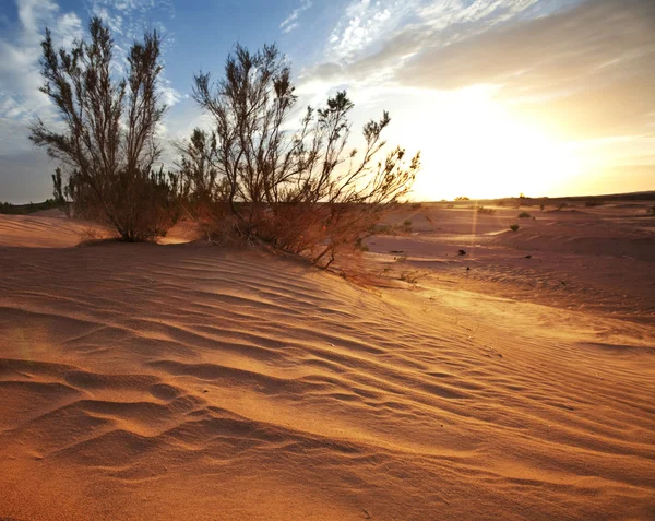 Desierto Gobi — Foto de Stock