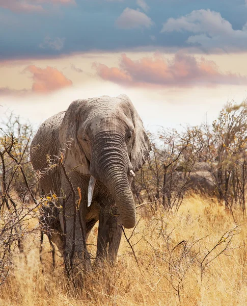 Elefante en sabana — Foto de Stock